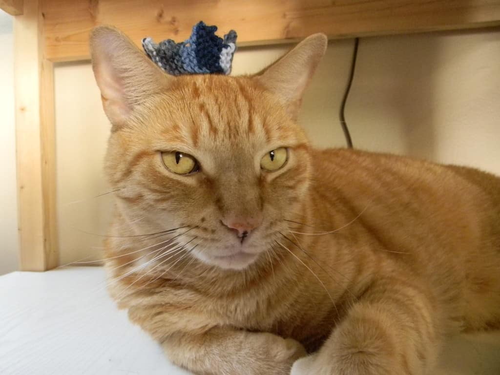 In 2010, I knit a crown in Ravenclaw colors.  Since Tiger believes himself to be king of the house, I thought him an appropriate model.  I love the look of disdain on his face.