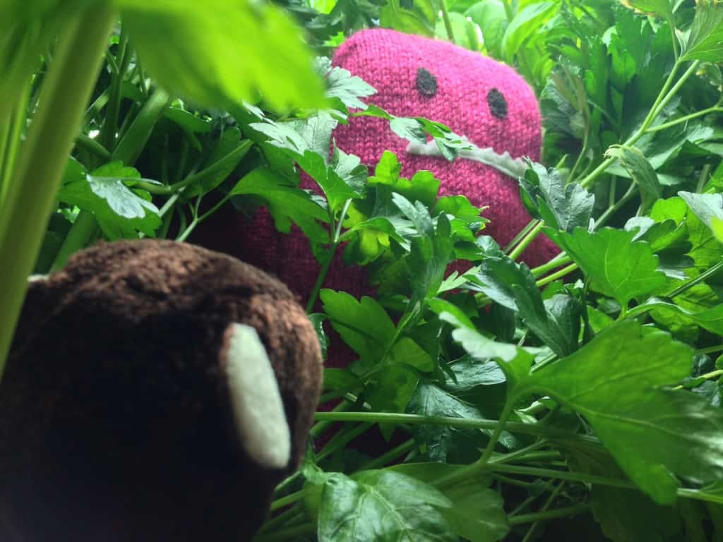 Searching in the jungle (aka our hydroponic system) for the Raspberry Monster.