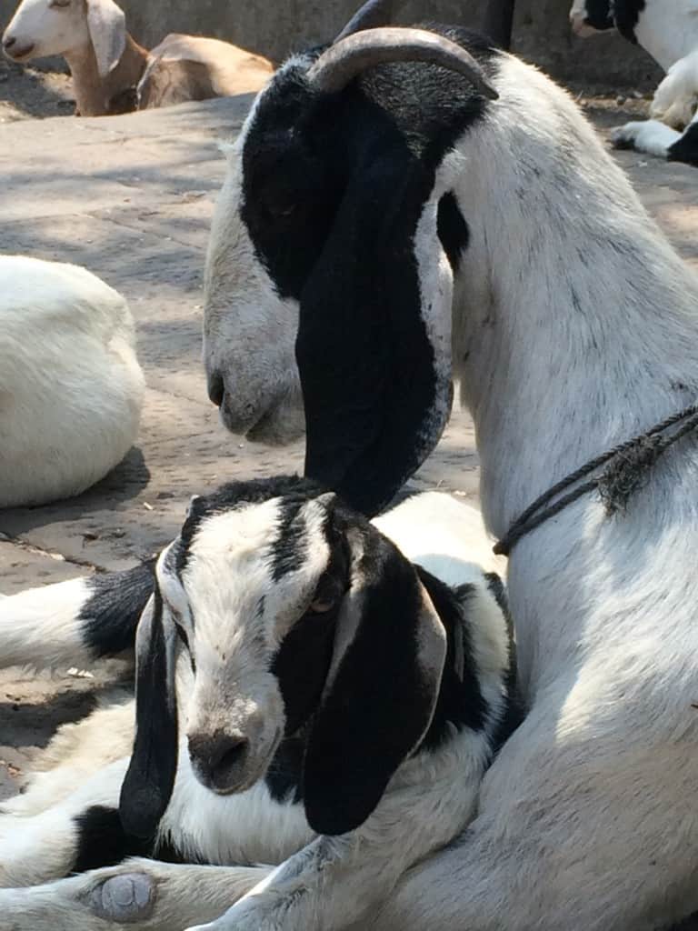 On my recent trip to India, I took this photo of goats lounging on the steps of a temple.